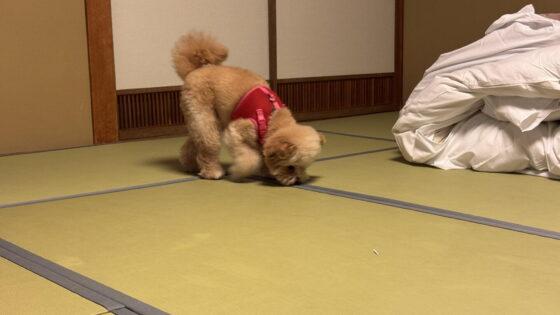 京都で犬と泊まれる宿10軒！町家の一棟貸しから海の温泉宿まで