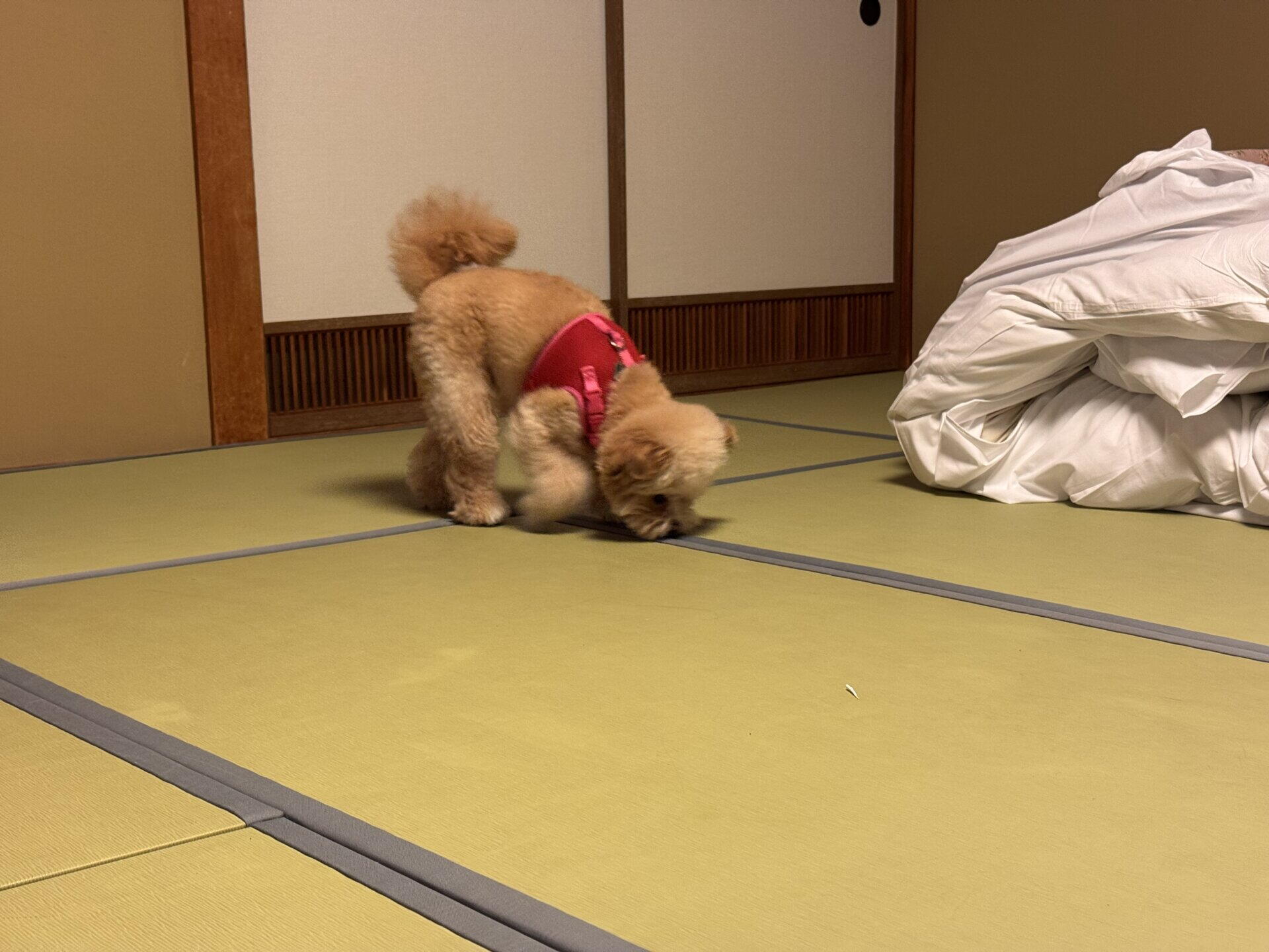 京都で犬と泊まれる宿10軒！町家の一棟貸しから海の温泉宿まで