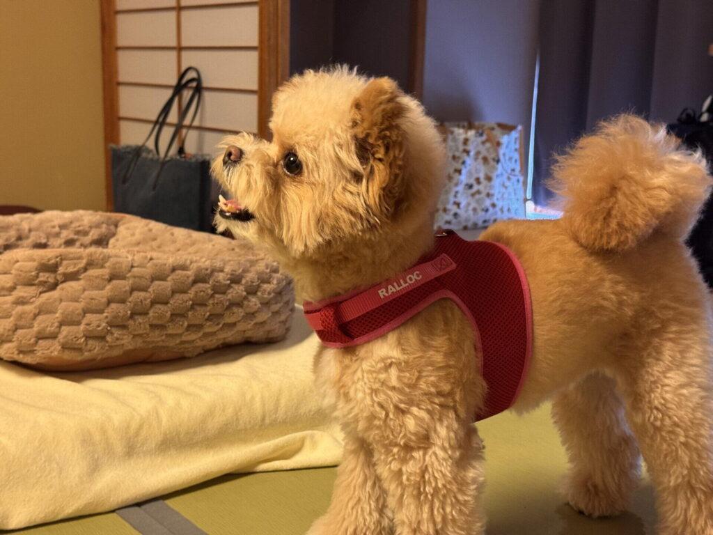 高島の宿は室内の過ごし方を先に決めると選びやすくなります