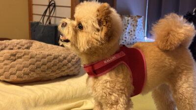 わんわんリゾート粟津は犬連れに最高だった！家族で泊まった宿泊記