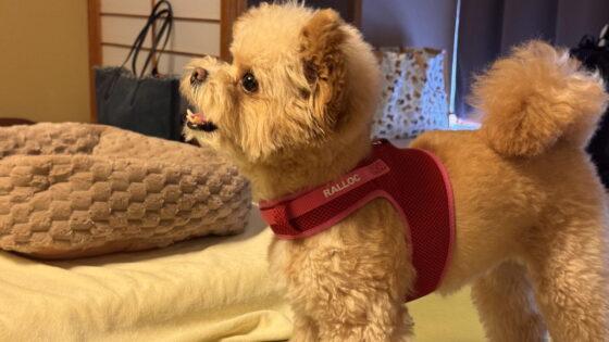 わんわんリゾート粟津は犬連れに最高だった！家族で泊まった宿泊記