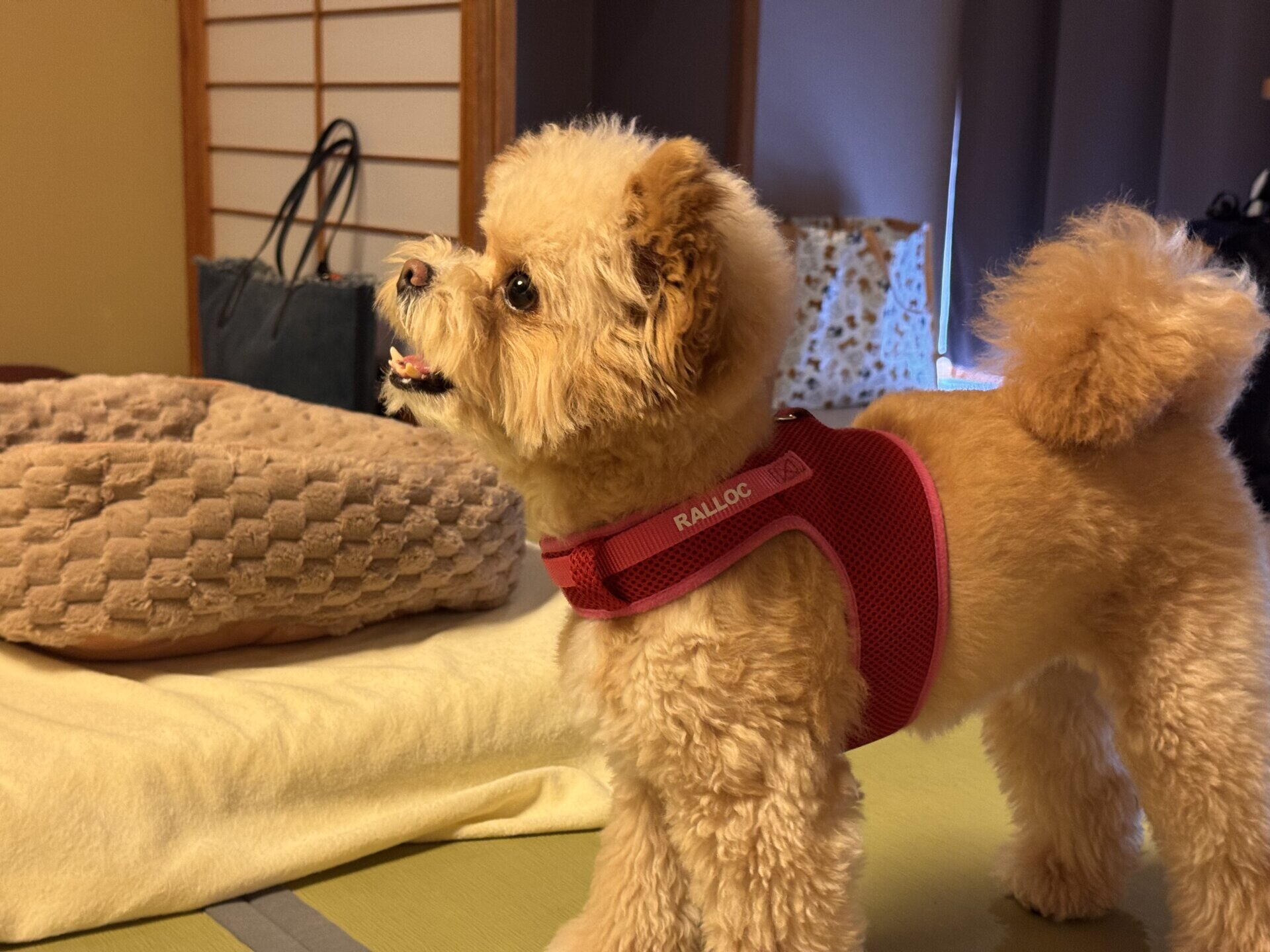 わんわんリゾート粟津は犬連れに最高だった！家族で泊まった宿泊記