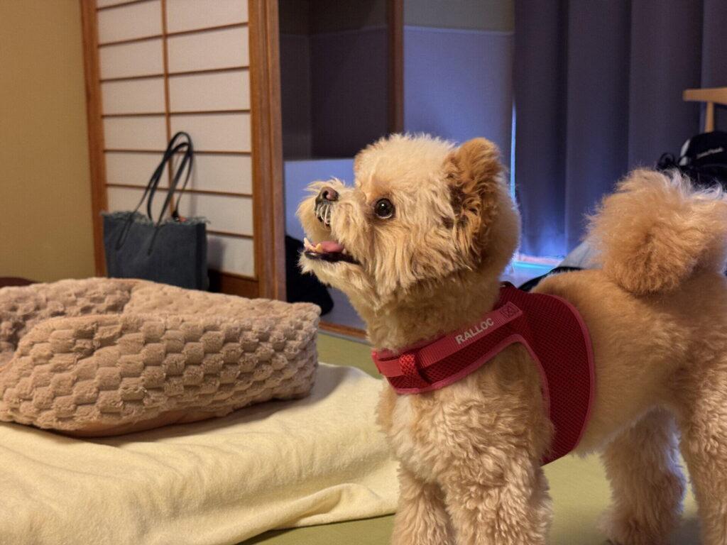 京都で犬と泊まれる宿は6割が町家の一棟貸し