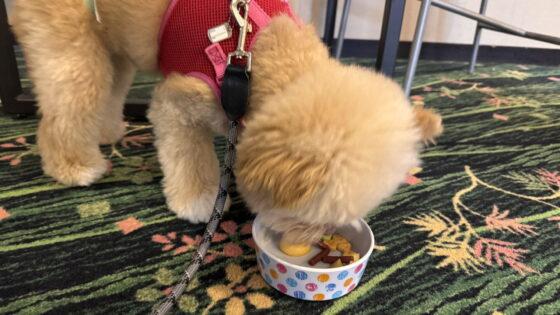 犬の早食い防止食器おすすめは？食器選びで遠回りした本音