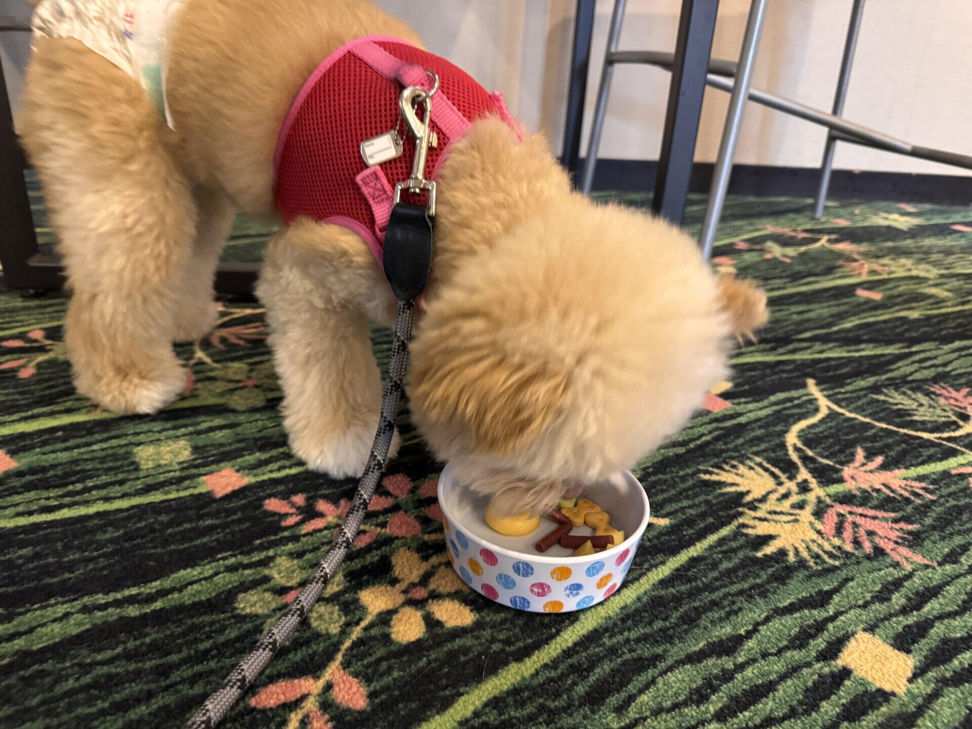 犬の早食い防止食器おすすめは？食器選びで遠回りした本音