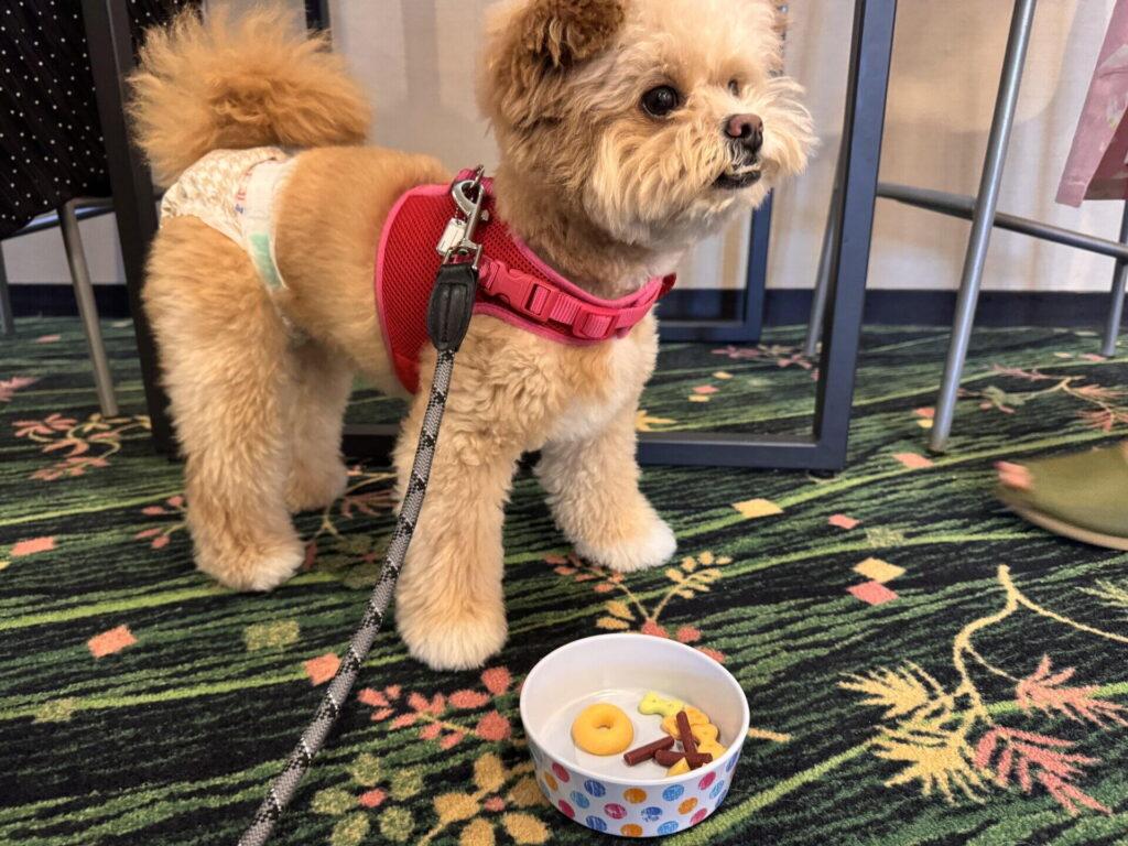 犬と泊まれる宿を京都で予約する前に確認したい4つのこと