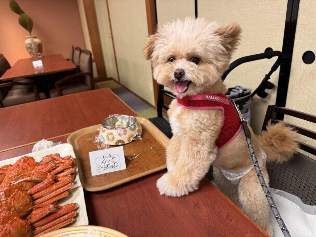 小型犬に「高さ」が効く理由と、高くしすぎない注意点