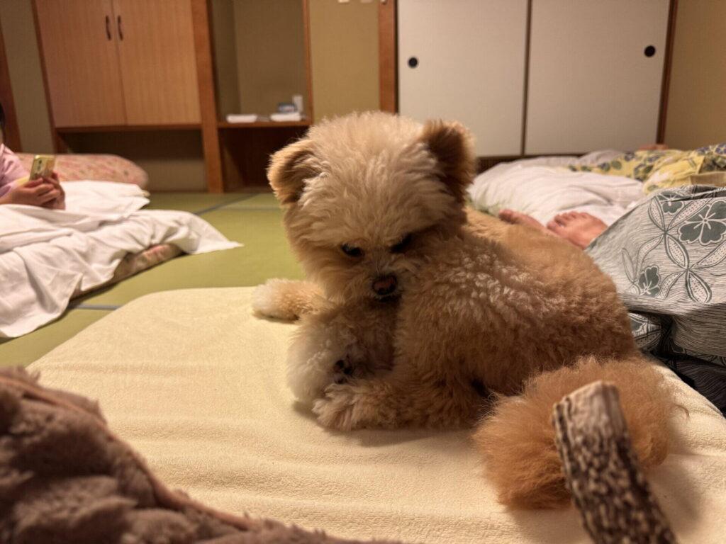 どんな飼い主と犬に向いている宿か