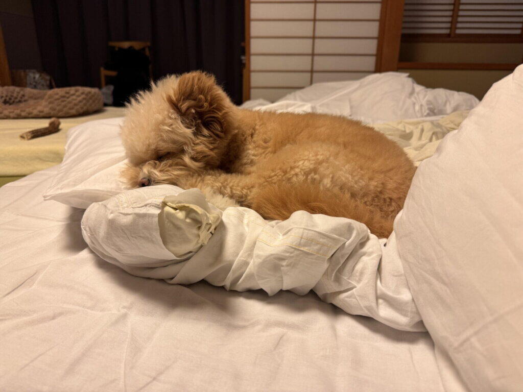 宿の布団の上で、白いシーツにあごをのせて眠っているポメプーのパフィ