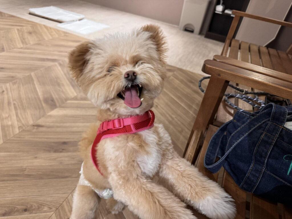 Pawlinqとは、犬の行動とバイタルを24時間記録する首輪型のヘルスモニターです