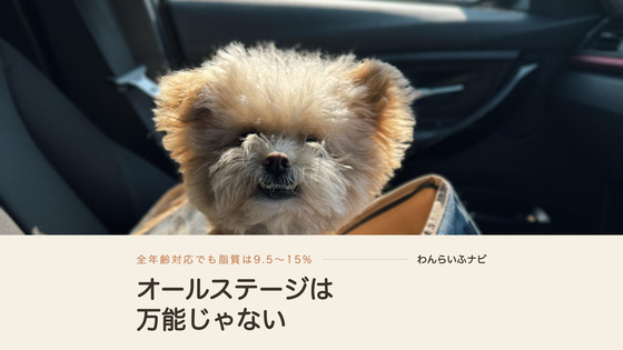 車のシートに置いたキャリーバッグから顔を出して座るポメプーのパフィ