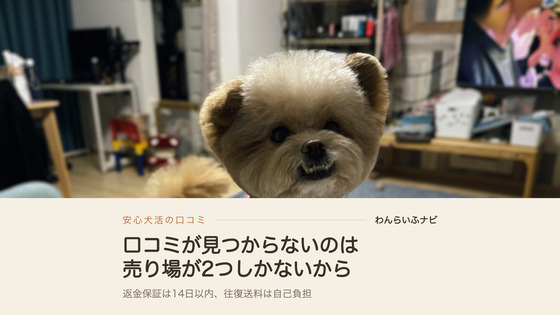 リビングのクッションの上に立ち、口を開けてこちらを見ているポメプーのパフィ