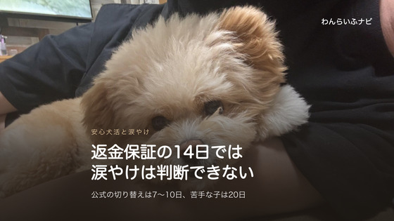 飼い主のひざに顔をのせて正面を向くポメプーのパフィ。目のまわりの毛と目元がはっきり見えている
