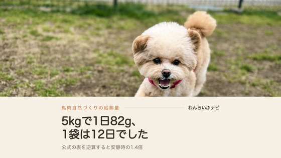 芝生のドッグランを口を開けてこちらへ走ってくるポメプー