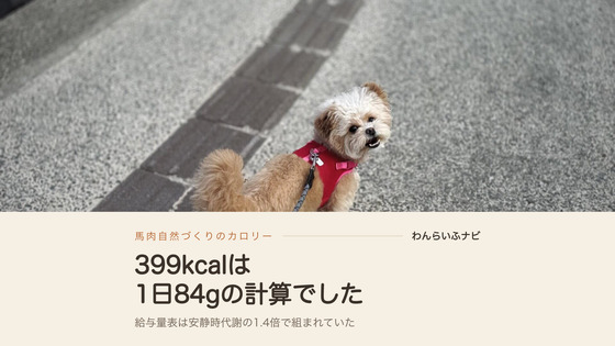 散歩の途中で立ち止まり、口を開けて飼い主を見上げるポメプーのパフィ