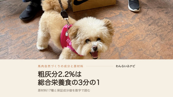 ピンクのハーネスを着けたポメプーのパフィが、店先の土間で口を開けて振り返っている