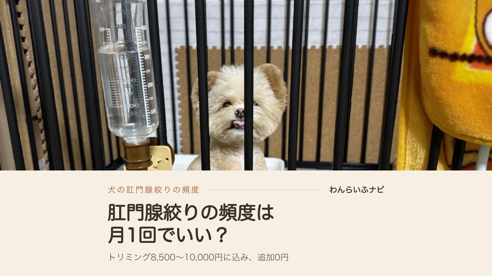 肛門腺絞りの頻度、うちは月1回サロン任せ！自分で試して無理だった話