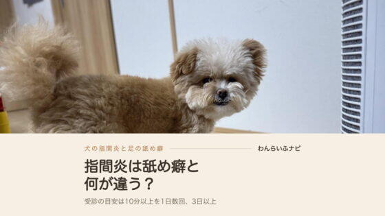 犬の指間炎は舐め癖と何が違う？飼い主が調べた見分け方
