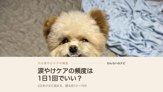 犬の涙やけケアは毎日必要？頻度と続け方を飼い主が解説