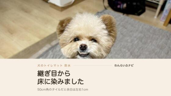 犬のトイレマットは防水で選ぶ？継ぎ目から床に染みた我が家の話