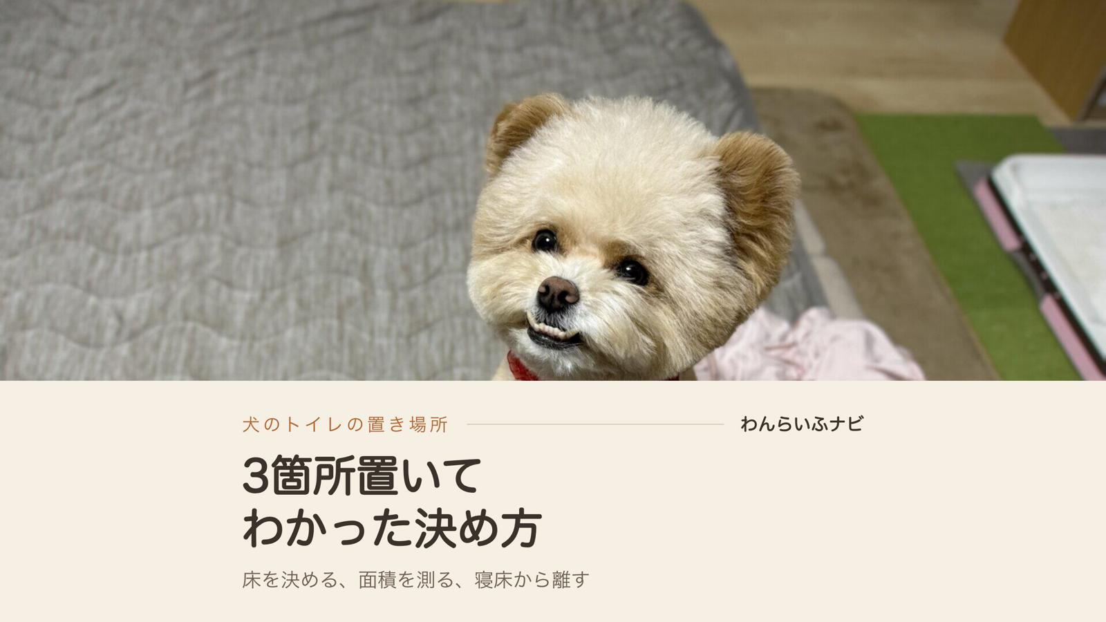 犬のトイレの置き場所で失敗しない決め方、3箇所置いてわかったこと