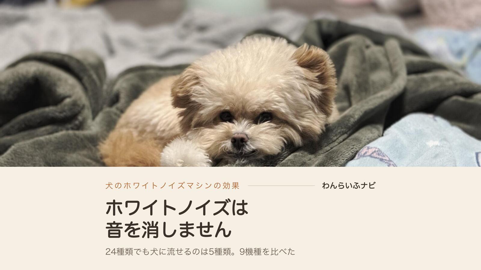 緑色の毛布の上に伏せて、こちらをじっと見ているポメプーのパフィ
