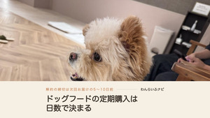 宿の食堂の床に座り、口を開けて飼い主を見上げるポメプーのパフィ