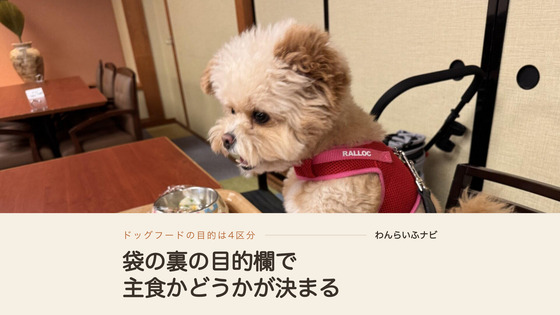 宿の食卓で、トレーに置かれた自分用のごはんを見下ろしているポメプーのパフィ