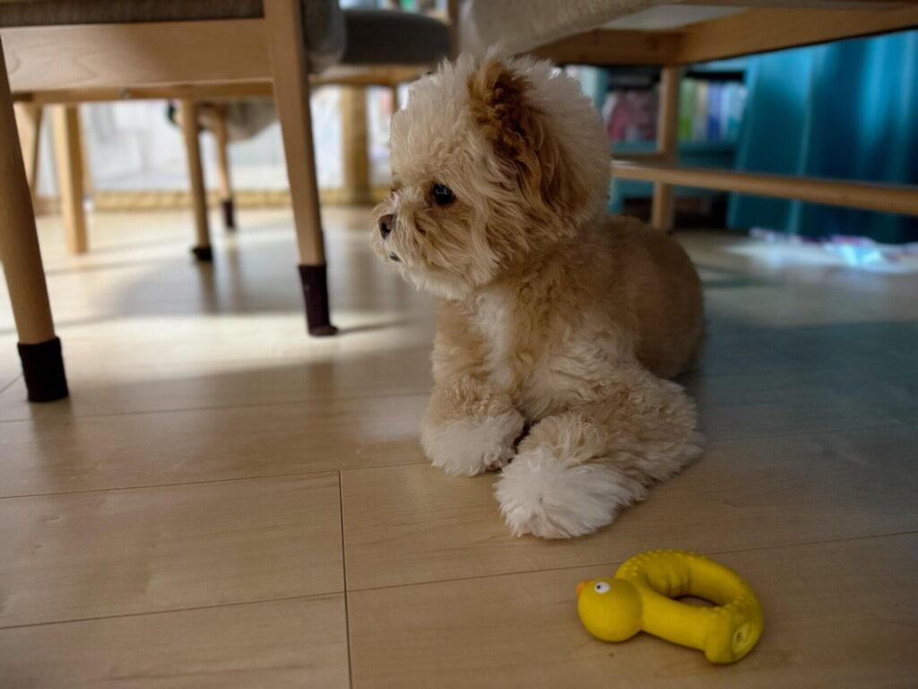 犬に置くなら、音より先に見るところが4つあります