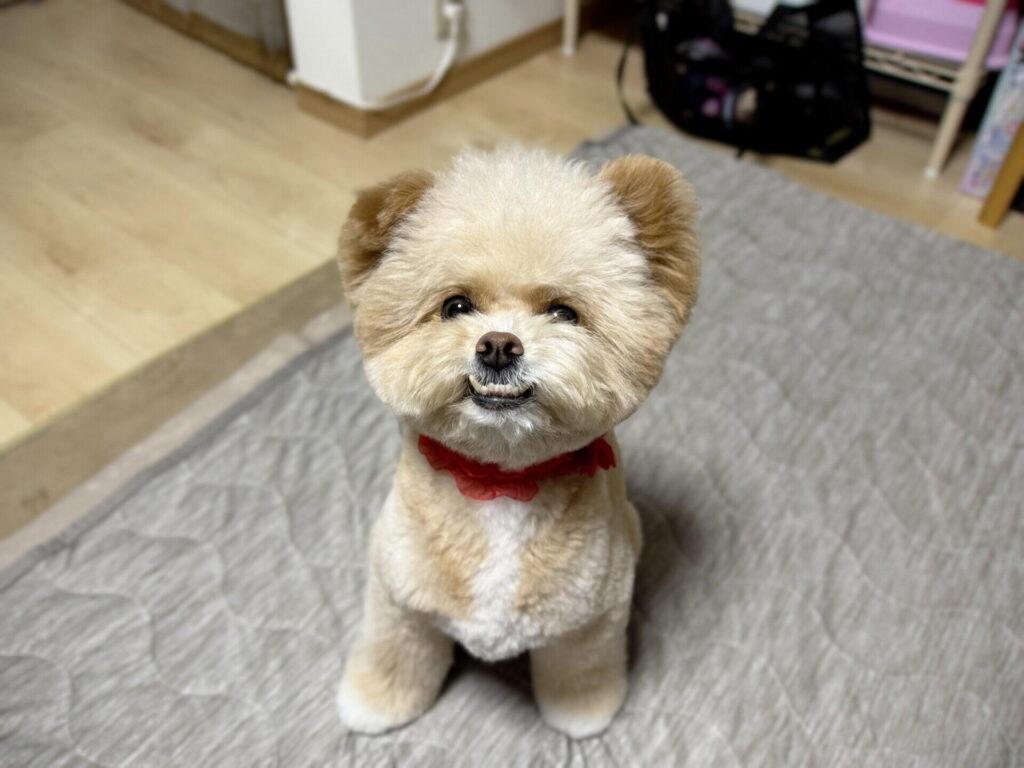 留守番モニターとペットカメラは、できることが違います