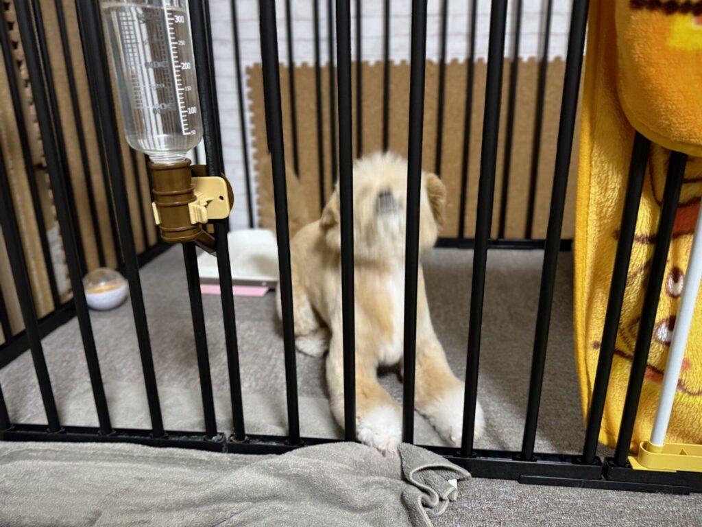 犬のペットゲートを突っ張り式で選ぶなら、まず足元の段差を見ます