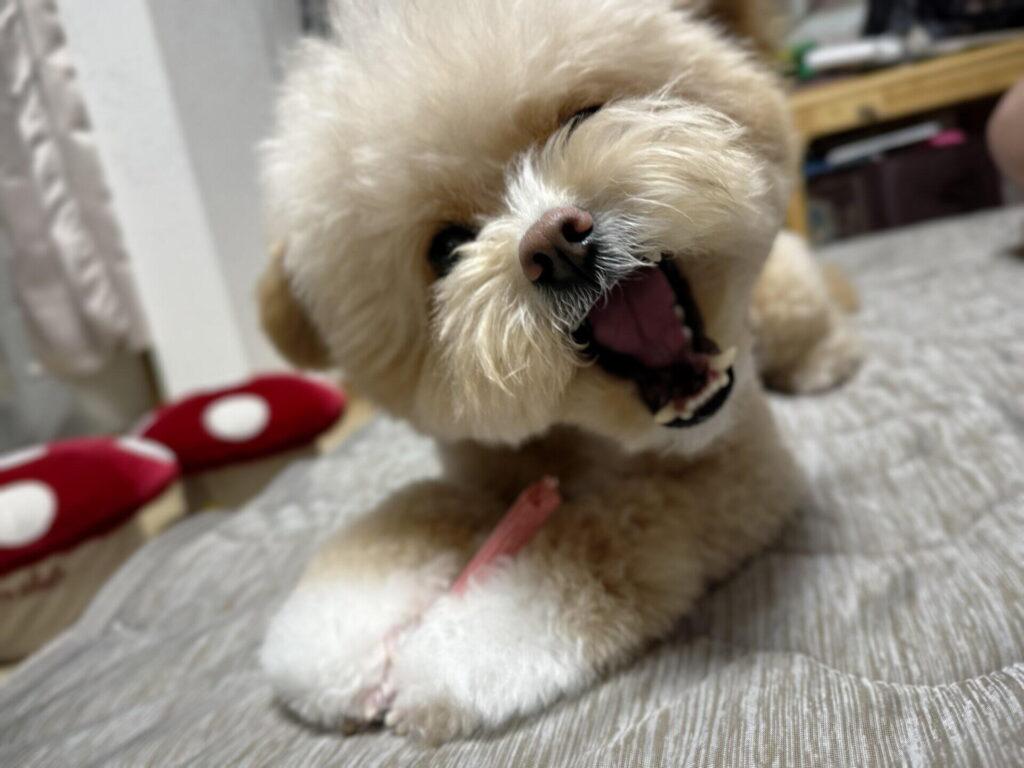 選ぶ前にうちが見ている5つのこと
