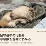 毛布の上で目を閉じて眠るポメプーのパフィ。前足を投げ出して横向きに伏せている