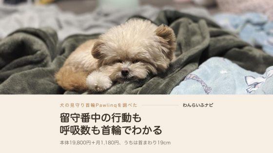 毛布の上で目を閉じて眠るポメプーのパフィ。前足を投げ出して横向きに伏せている