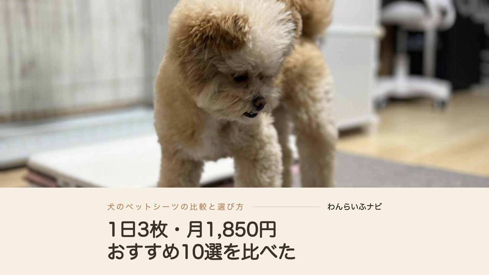 犬のペットシーツおすすめ10選！1日3枚使う飼い主の比較と選び方