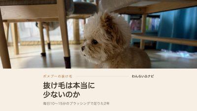 ダイニングテーブルの下で伏せているポメプーのパフィ。うねうねした癖っ毛のボリュームが見える