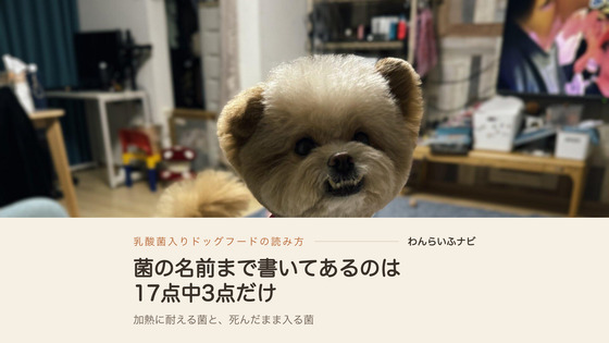 リビングのソファに立って正面を見ているポメプーのパフィ。トリミング後で花柄のバンダナを付けている