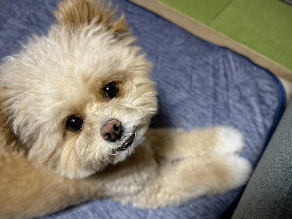 前足をずっと舐めているのに見た目は何ともない、これは指間炎ですか