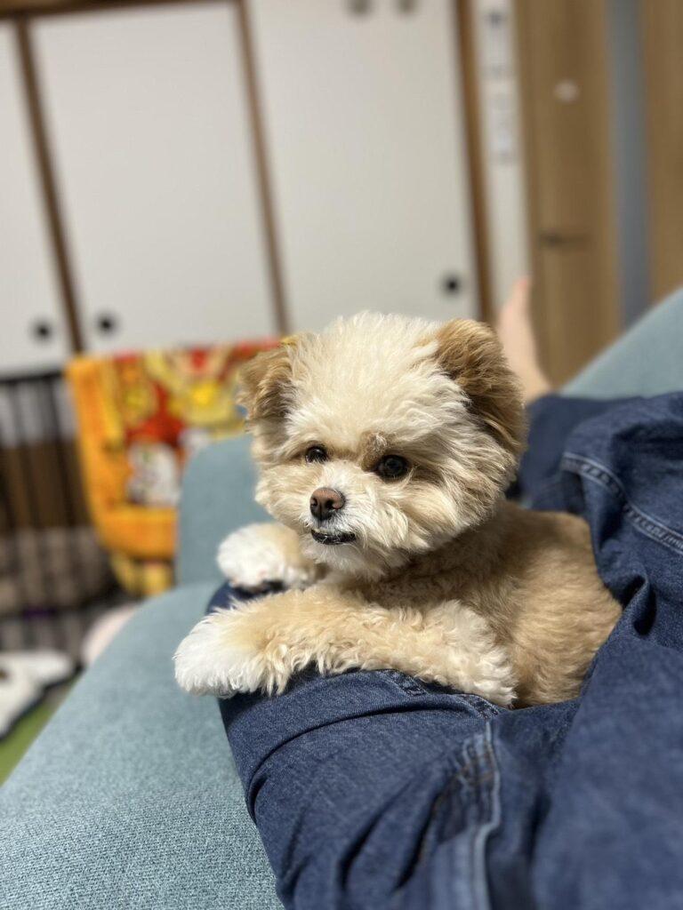 ソファで飼い主の脚にもたれて伏せるポメプー。顔まわりの毛がふんわり広がっている