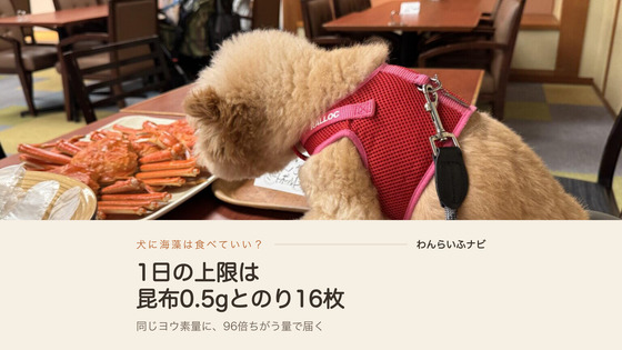 食卓に前足をかけて、大皿に盛られたカニに鼻を近づけているポメプーのパフィ。赤いハーネスを着けている