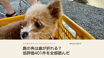 黄色いかごの中で振り返るポメプーのパフィの顔のアップ。見出しは鹿の角は歯が折れる?低評価401件を全部読んだ