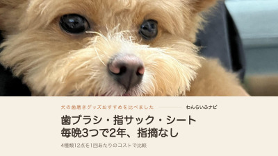 口を少し開けてカメラを見上げるポメプーの顔のアップ
