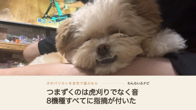 人の脚に顎を乗せて眠るポメプー。顔まわりの毛が伸びている