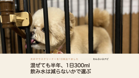サークルの柵ごしに、給水ボトルのノズルへ舌を伸ばして水を飲むクリーム色の小型犬