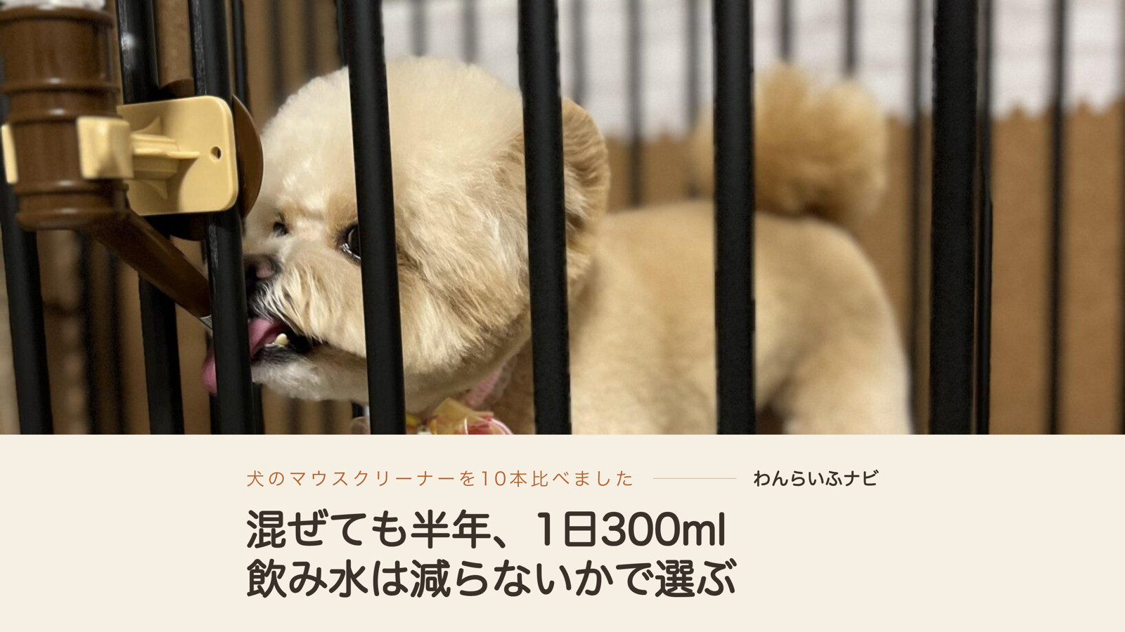 サークルの柵ごしに、給水ボトルのノズルへ舌を伸ばして水を飲むクリーム色の小型犬
