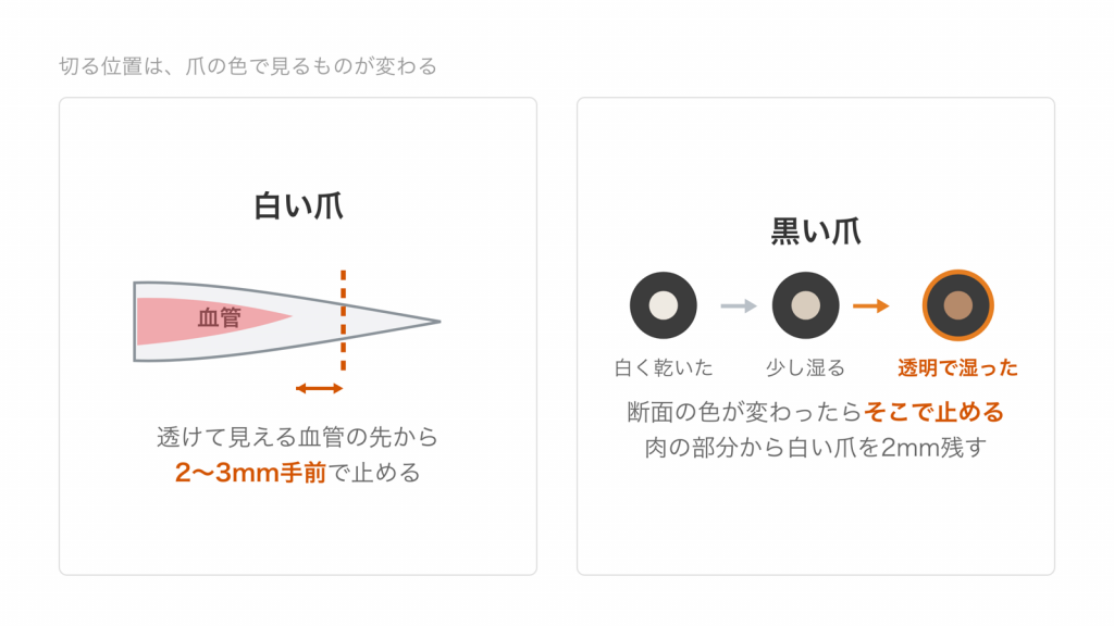 白い爪は血管の先から2〜3mm手前で止め、黒い爪は断面の色が変わったら止めることを示した図