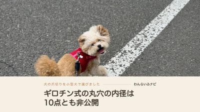 赤いハーネスを着けたポメプーが、白線のあるアスファルトの上で前足を上げて立っている