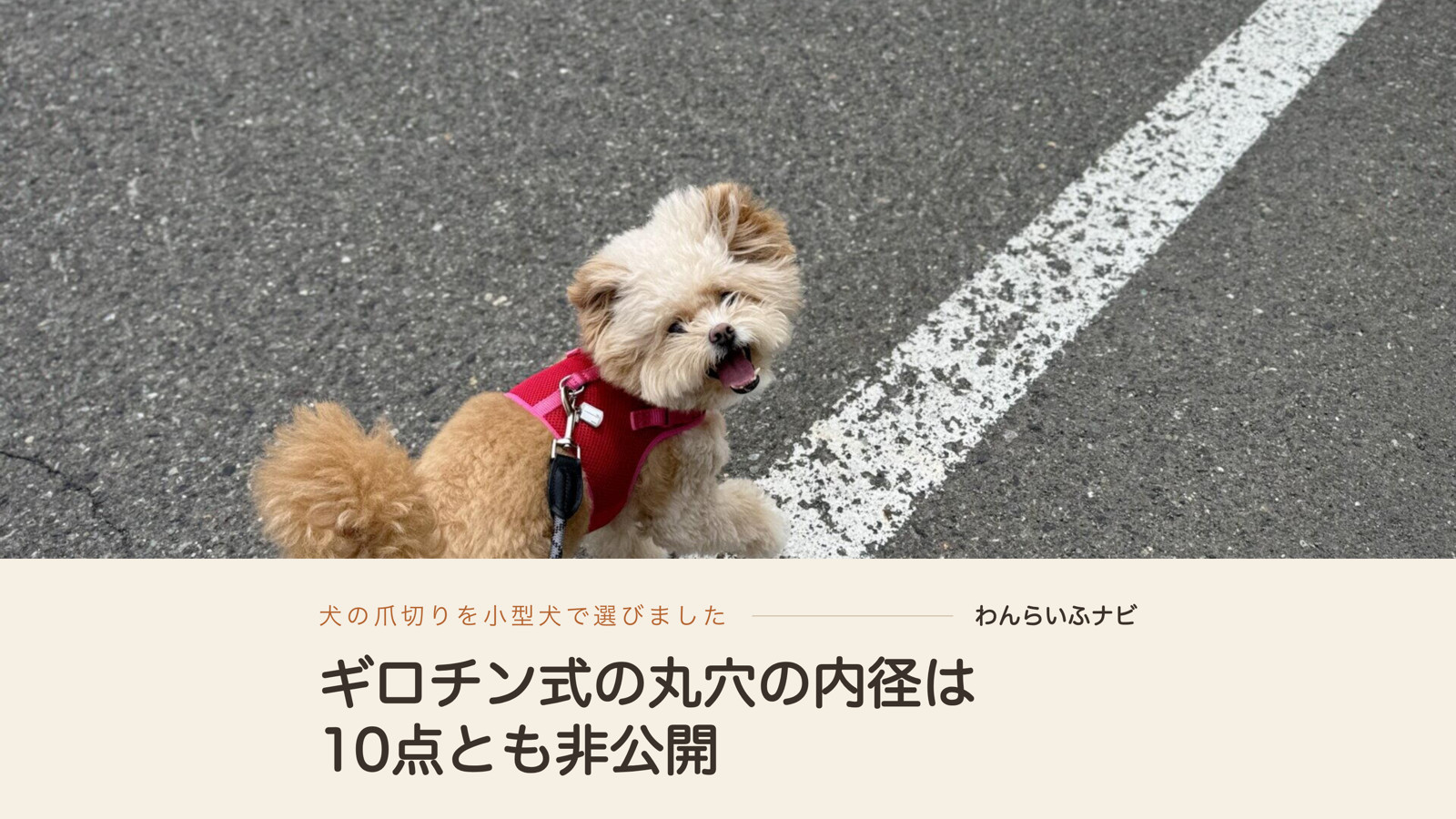 赤いハーネスを着けたポメプーが、白線のあるアスファルトの上で前足を上げて立っている