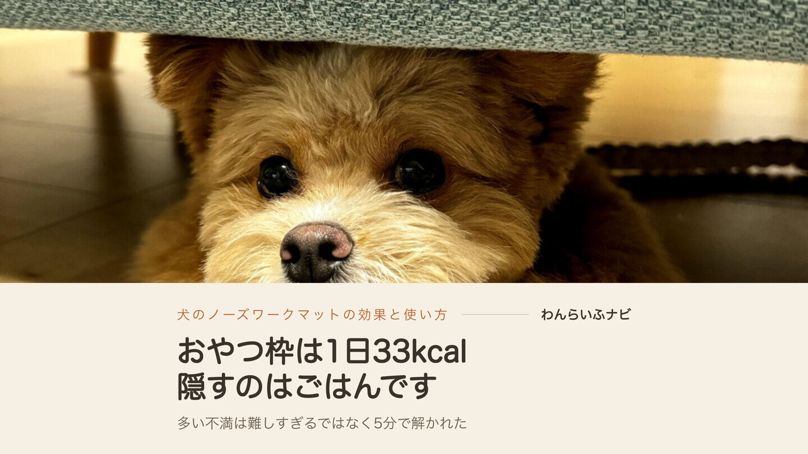 ソファの下から顔だけ出して、こちらを見ているポメプーのパフィ