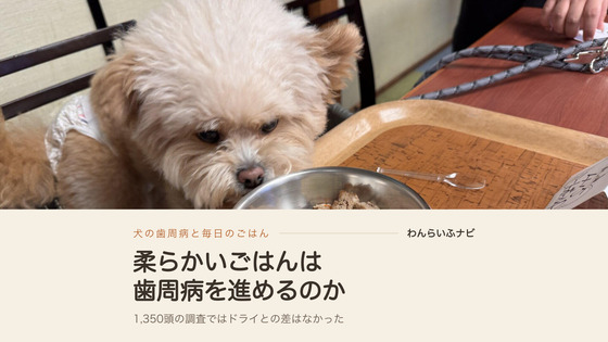 木のトレイに置いたステンレスの器の柔らかいごはんを、鼻先を近づけて見つめるポメプー